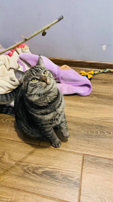 Котик шукає дім. дуже ласкавий