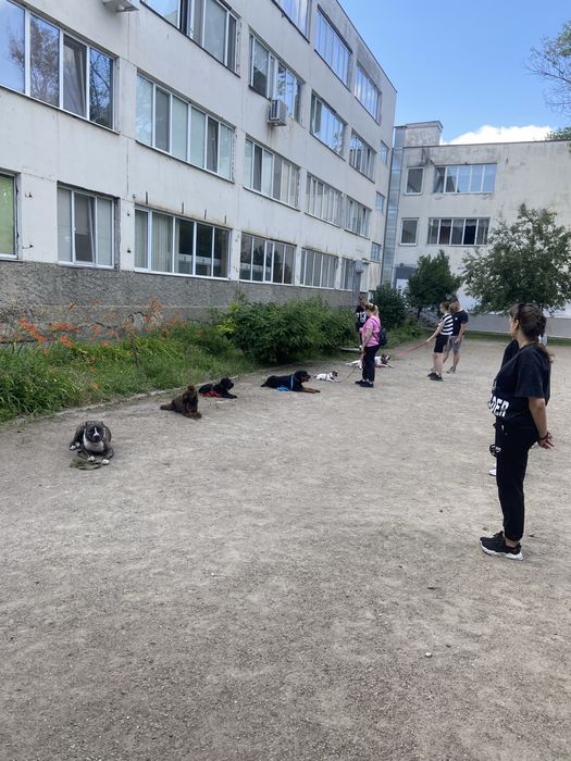 Дрессировка собак школа К9profischool