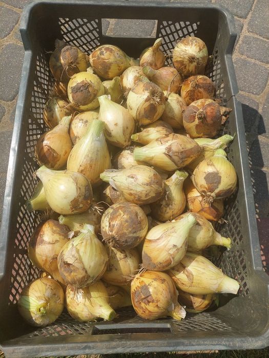 Cebula cukrowa 10 kg