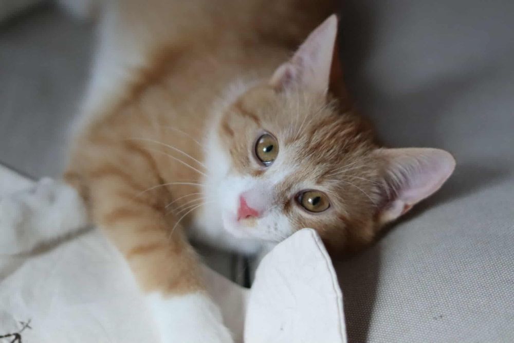 Szaraczek i Lisek - urocze maluchy szukają wspólnego domu