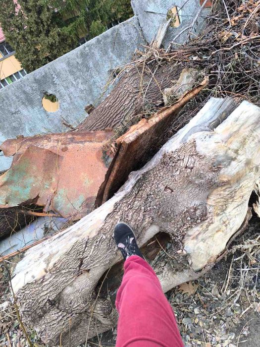 Деревина для обробки, дрова