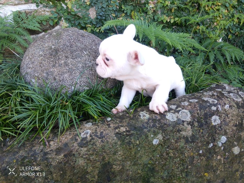 Bulldog  Francês