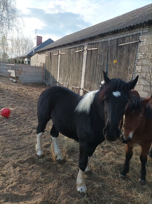 Konie zimnokrwiste 3 sztuki