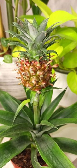 Ананас кімнатний