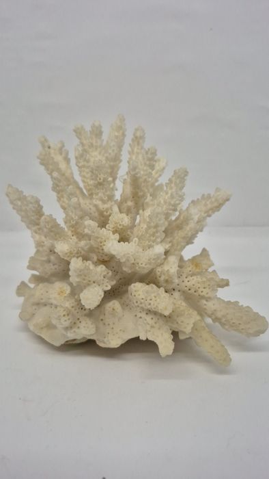 Натуральньний білий корал.
