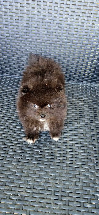Lulu da Pomerânia