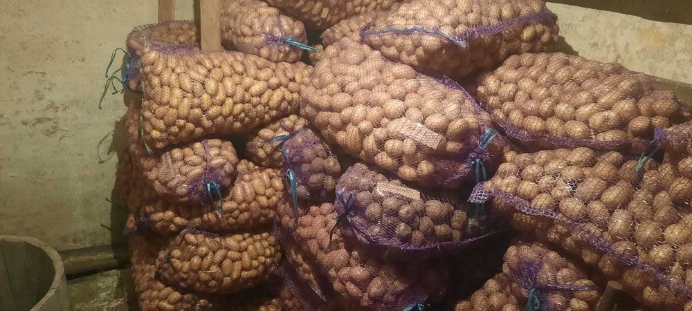 Картопля домашня