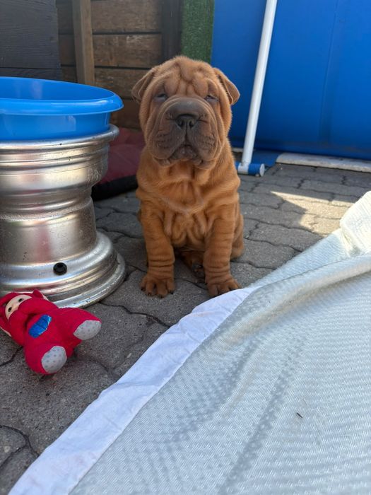 Shar Pei szczeniaki