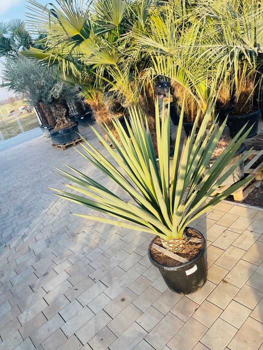 Yucca Treculeana juka yuca mrozoodporna -15 / -20
