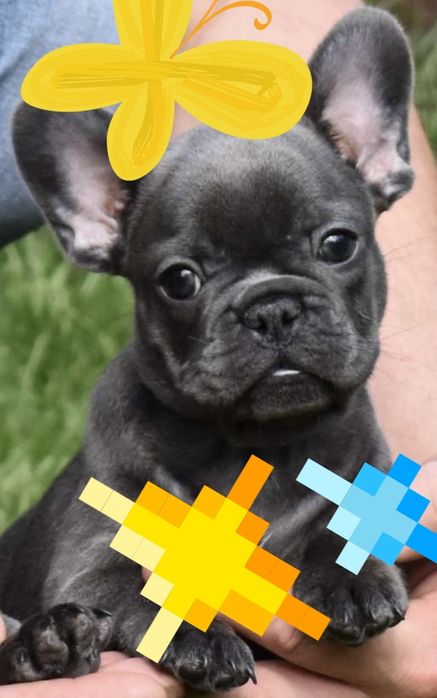 Розкішни блакитни пухнастики