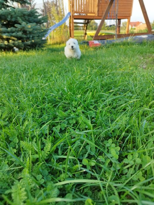 West higland white terrier