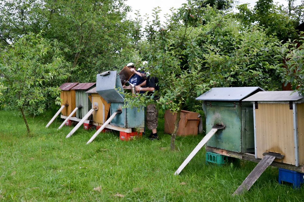 Miód z pasieki Natura 2000. Nektarowo-spadziowy, leśny, spadziowy