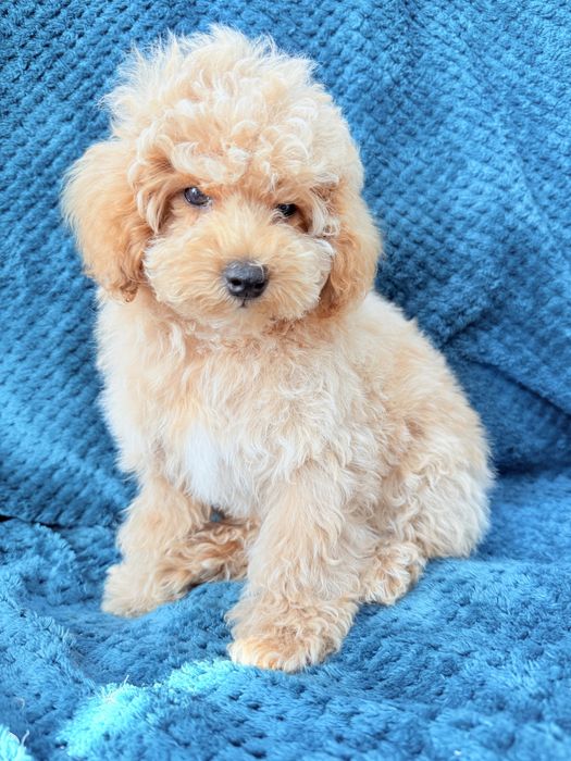MALTIPOO F1B  piesek