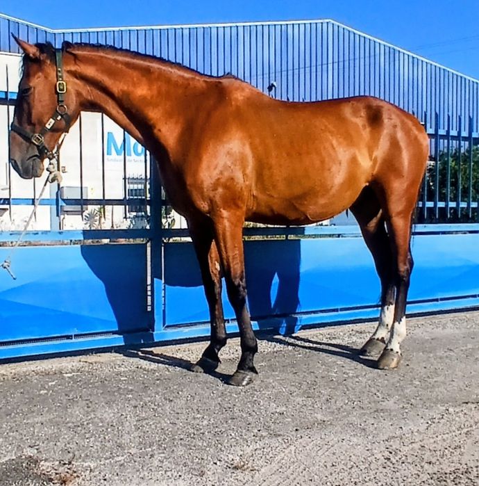 Vendo ou troco cavalo castrado