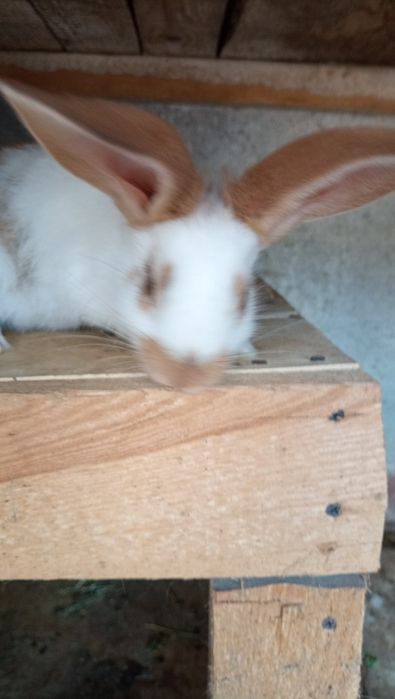 Продам НСВ кроликів