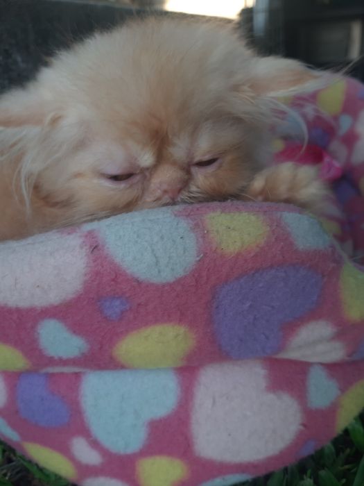 Gato persa laranja