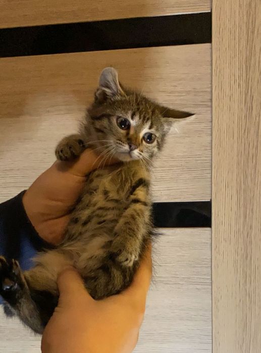 Котята( в хорошие руки)