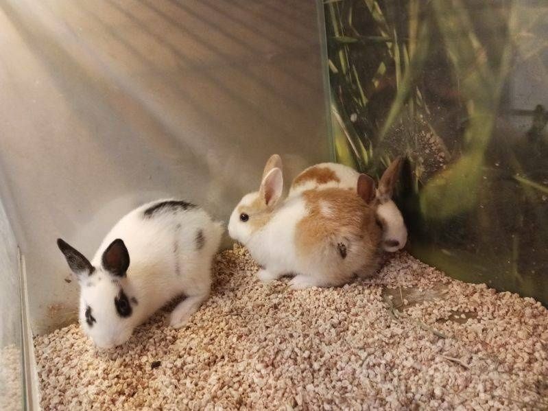 Królik karzełek REX Kraków (Swoszowice)