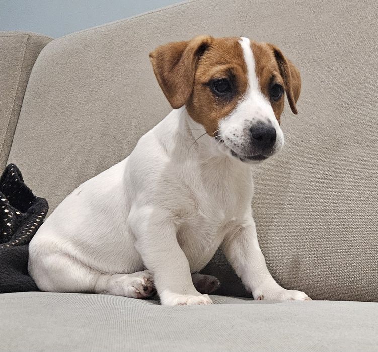 Suczka Jack Russell Terrier