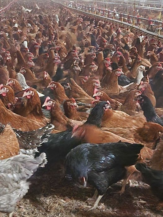 Kury nioski młode Rosa z wolnego wybiegu. Dowóz Gratis. Zapraszam