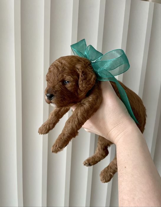 Suczka cavapoo f1b