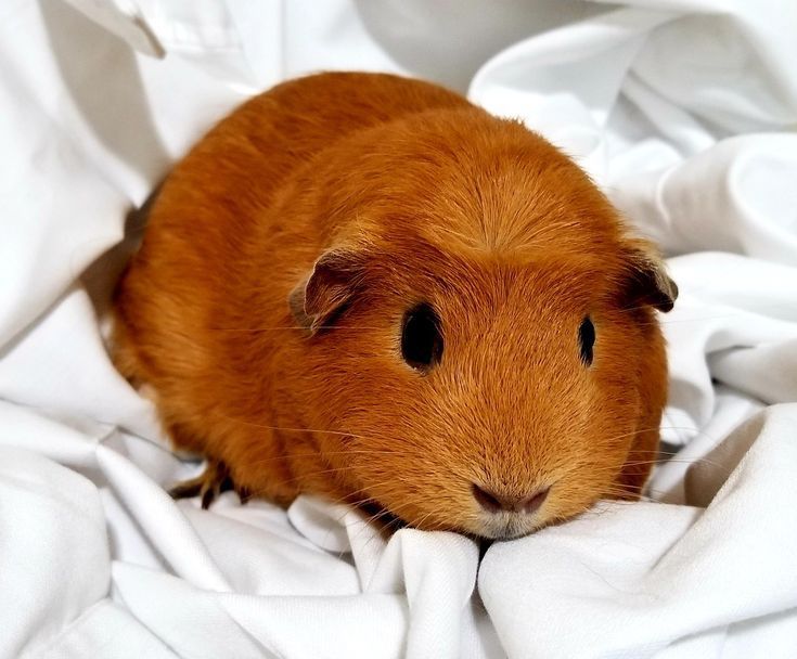 Морські свинки,свиночки морські,гарні малиші морських свинок