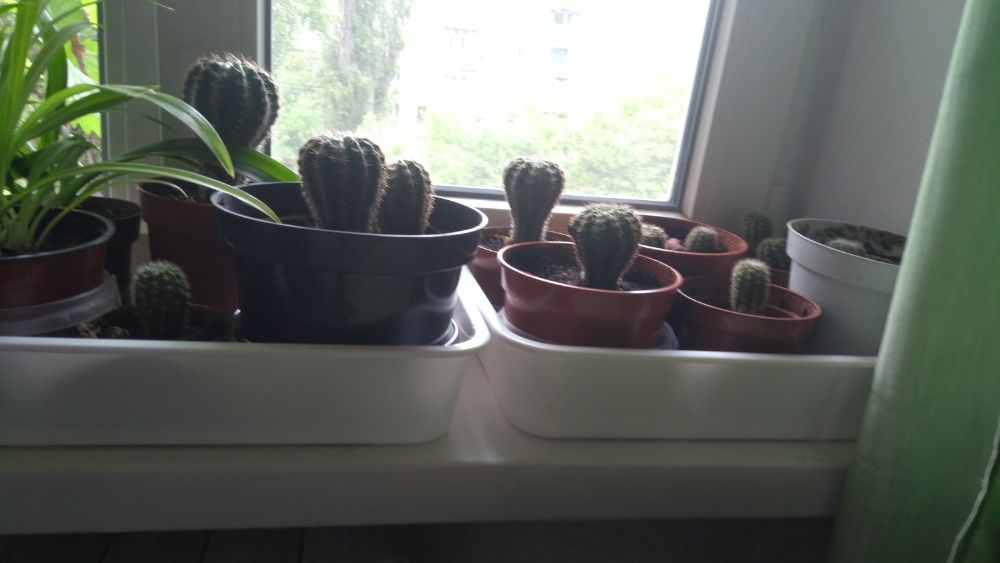 Продам замечательный кактус
