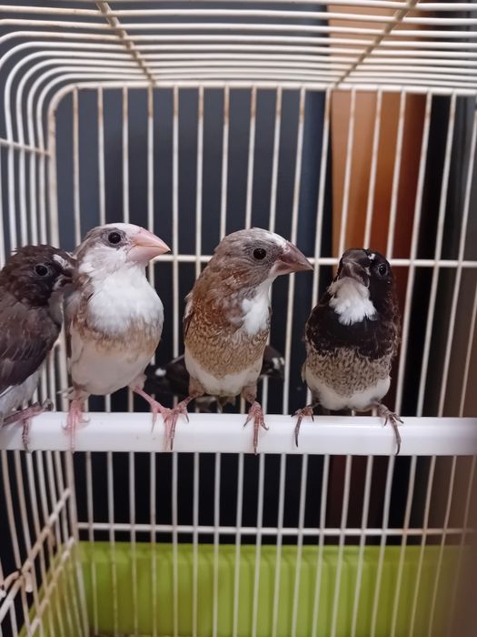 Lote  varias  aves
