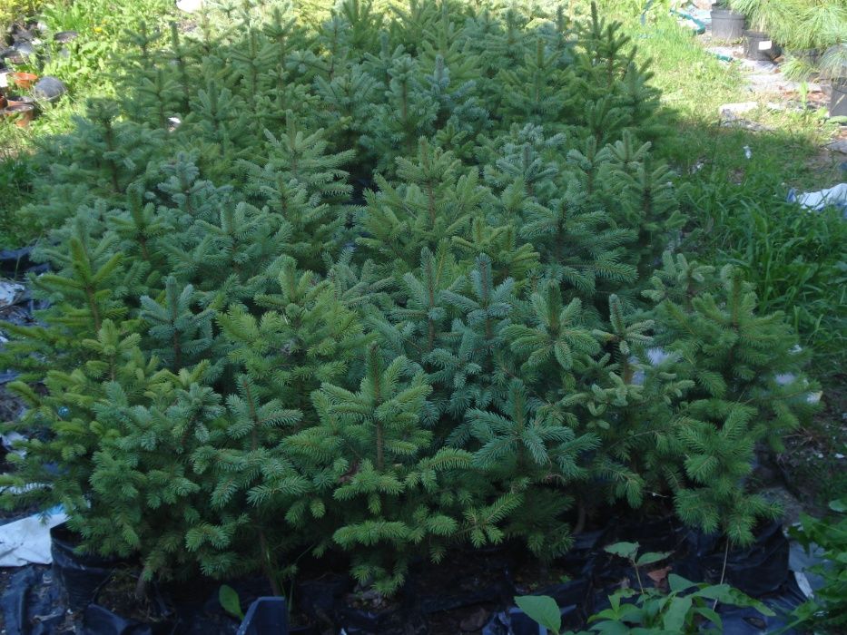 Sadzonki świerk  modrzew od 30 cm