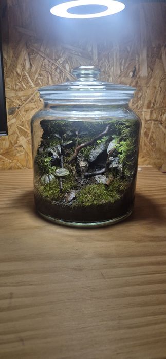 Pote/vaso de vidro terrario