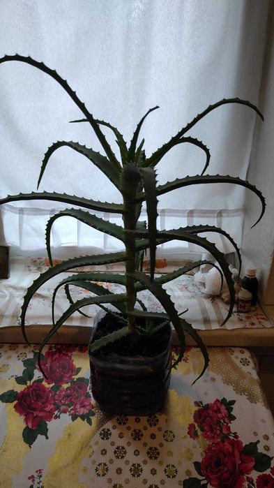 Алое деревовидне столітник