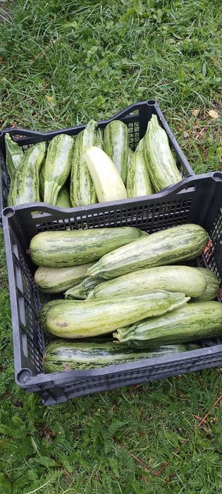 Cukinia młodą 10 kg