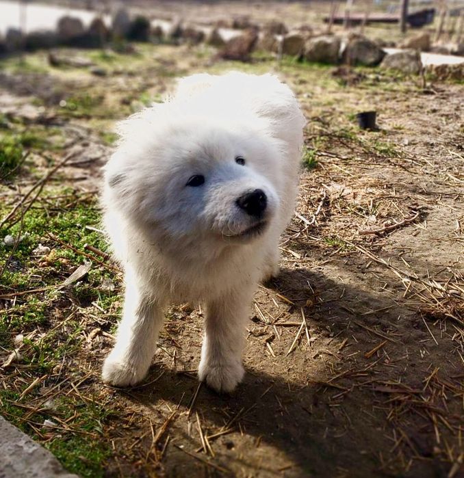 Самоїд, хлопчик, 5 міс