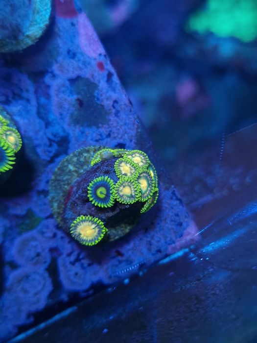 Frags zoas corais agua salgada