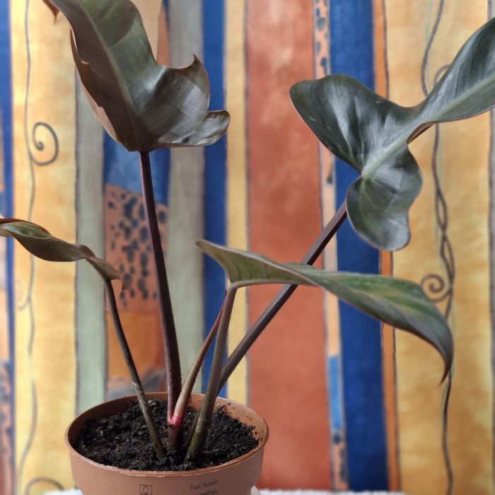Sprzedam Philodendron Florida Bronze