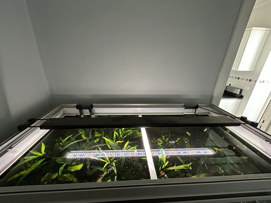 Aquário aquatlantis e aquário rena