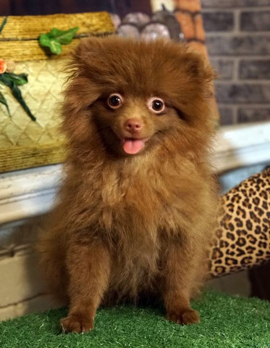 Маленьке чортенятко дівчинка померанський шпіц