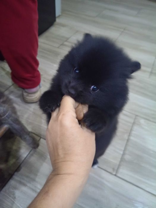Pomeranian szpic