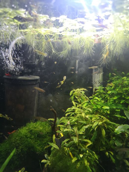 Gupik yellow tiger, narybek