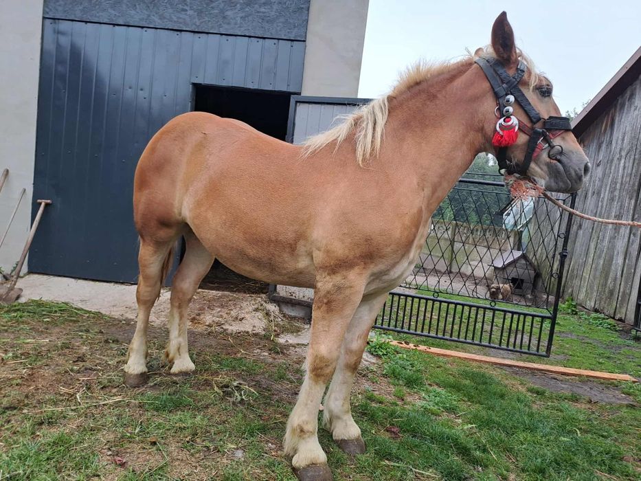 Sprzedam 2 źrebice zimnokrwiste – kasztany