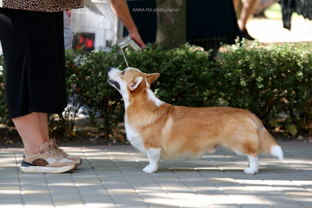 Неймовірні новорічні коргі_Гноми