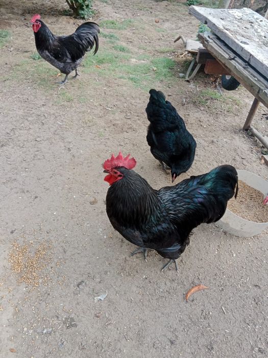Koguty australorp