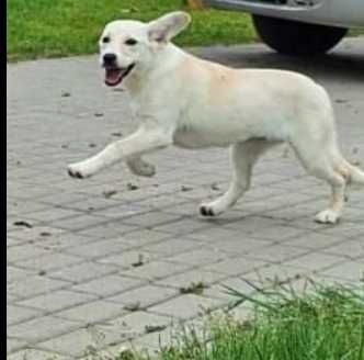 Pieski do adpocji!
