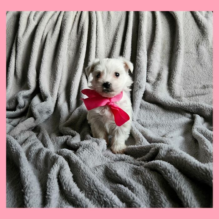 Sunia maltańczyk szczeniaczek