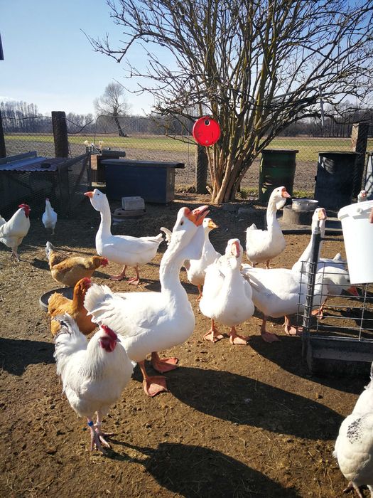 Gęś chomogor biała