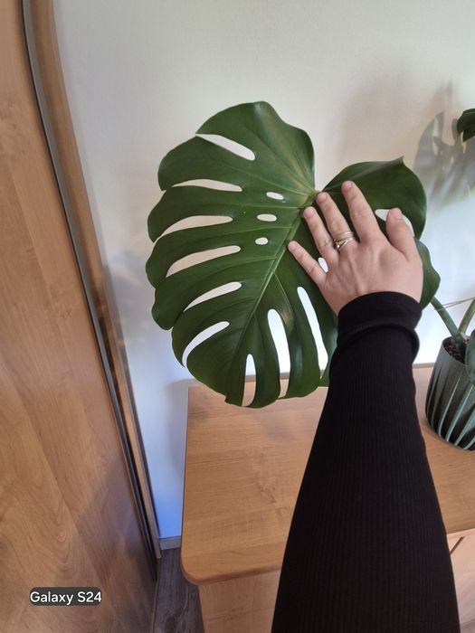Monstera big form
