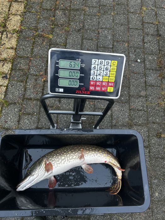 Sprzedam Ryby: Karpie, Amury, Tołpygi, Karasie, Szczupaki