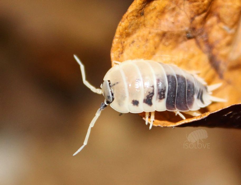 Porcellio laevis "dairy cow", isopoda, równonogi krówki, prosionki