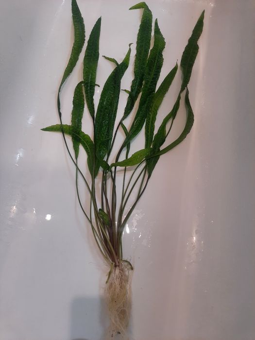 Kryptokoryna karbowana - duża