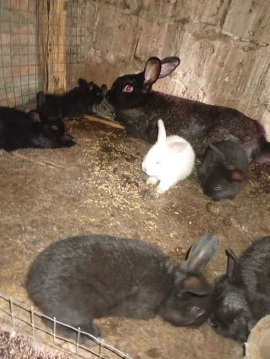 Продам крольчат недорого